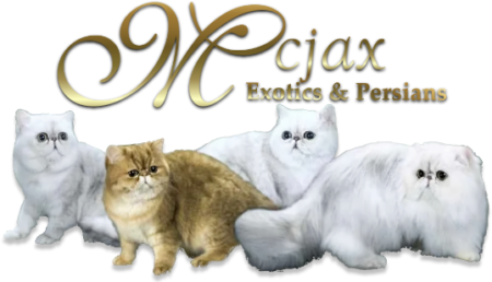 Mcjax Cattery - Exotic and Persian Cats & Kittens